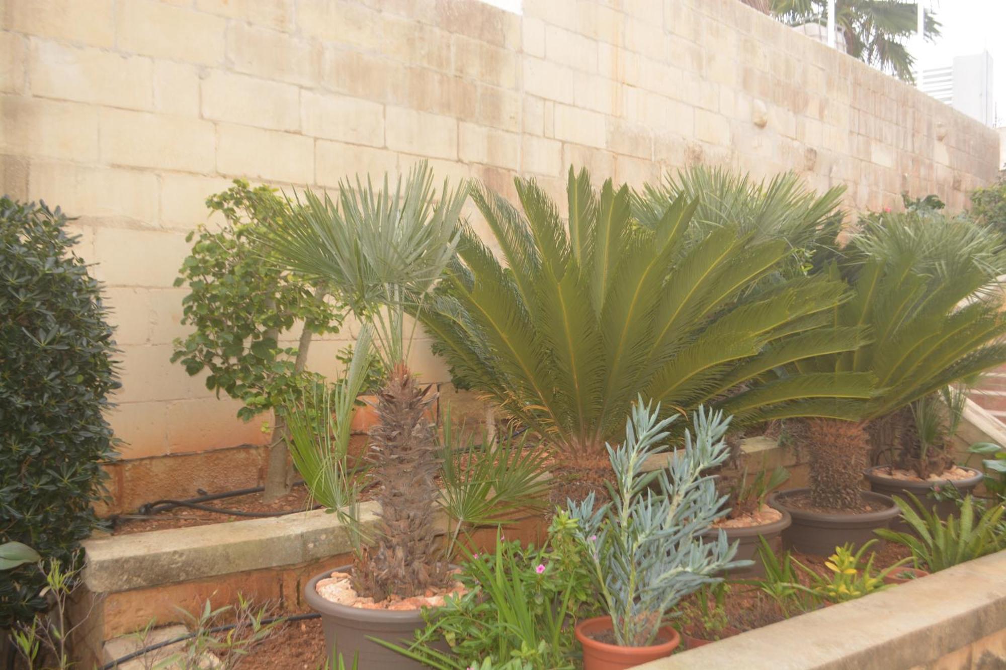 Lyss 1 Mellieħa